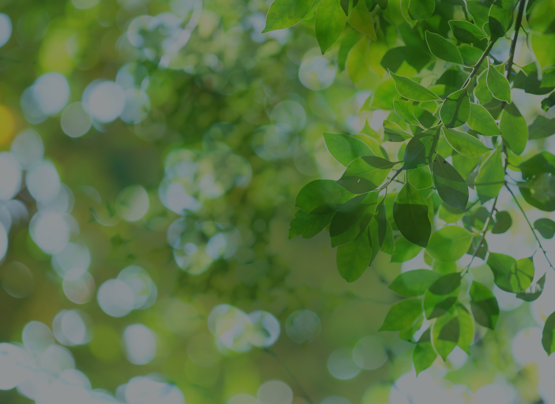 メインビューの背景画像